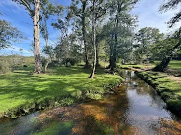 Habitat Restoration - a tour through restored New Forest wetland