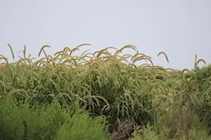 Grass Identification Workshop