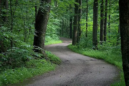 Forest Bathing Meditation with Sarah Waite