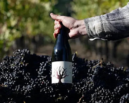Weekly Tasting: The Vine Whisperer