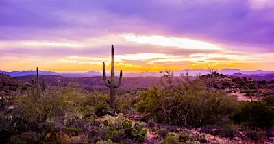 Desert Bloom Book Club: October Meeting