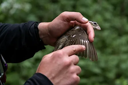Insights From Five Years of Bird Banding