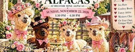 Sip, Scones & Alpacas