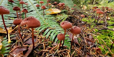 Mushroom Mania: A Fungal Foray for Families