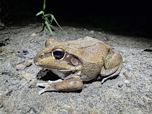 Field Trip | Let's Go Frogging!