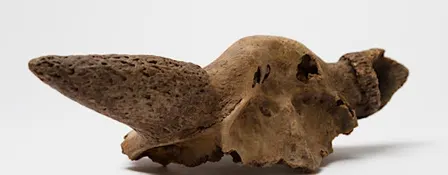 Giants of a Lost World: Megafauna of the Borderlands