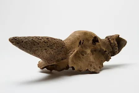 Giants of a Lost World: Megafauna of the Borderlands