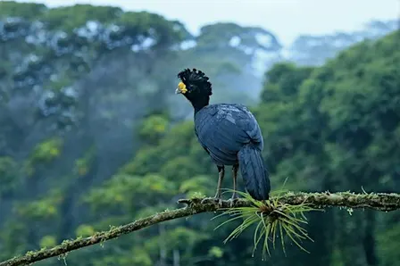 Lezing: met Inezia Tours naar Costa Rica
