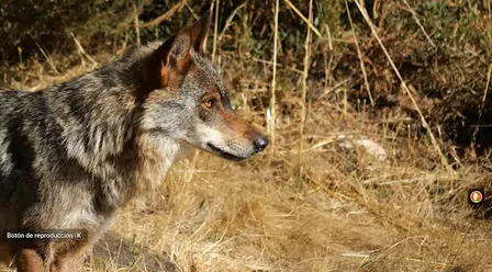 Lobos: Ciencia y coexistencia