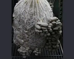 Seniors 101: Mushroom Cultivation Workshop