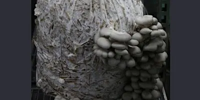 Seniors 101: Mushroom Cultivation Workshop