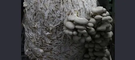 Seniors 101: Mushroom Cultivation Workshop