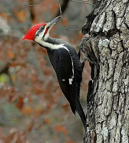 Woodpeckers!
