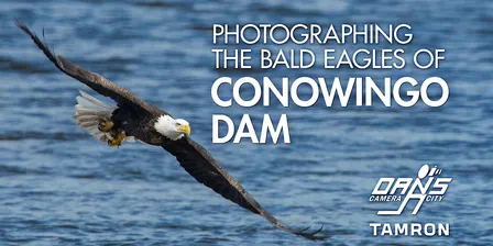 Photographing the Bald Eagles of Conowingo Dam