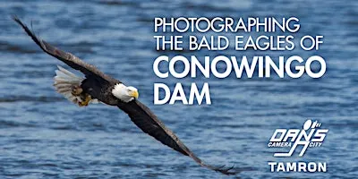Photographing the Bald Eagles of Conowingo Dam