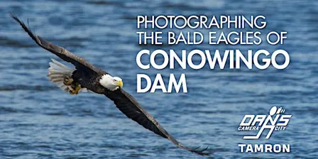 Photographing the Bald Eagles of Conowingo Dam