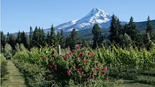 Beyond Pinot: Oregon's Hidden Gems
