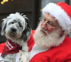 Santa's Grotto at The Grange. (Sunday) at Hearing Dogs for Deaf People.