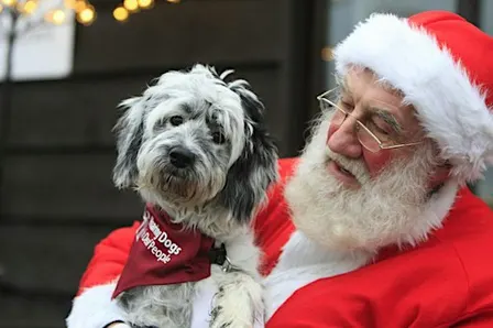 Santa's Grotto at The Grange. (Sunday) at Hearing Dogs for Deaf People.