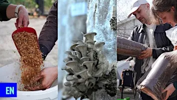 Workshop: grow your own mushroom with Rotterzwam