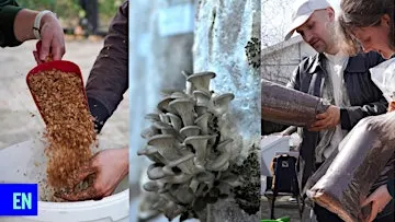 Workshop: grow your own mushroom with Rotterzwam