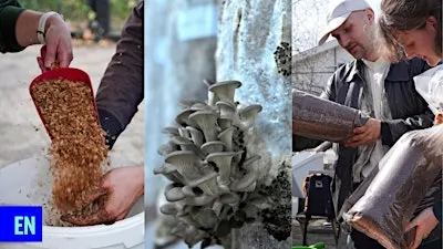 Workshop: grow your own mushroom with Rotterzwam