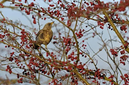 Bird ID Walk: Autumn Migrants