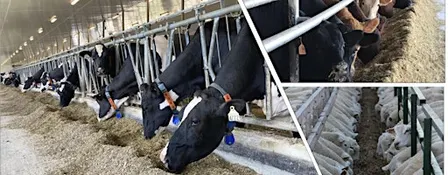 2026 Ruminant Feed Industry Day: Osgoode, Ontario