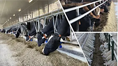 2026 Ruminant Feed Industry Day: Osgoode, Ontario