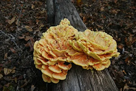 Jr. Naturalist: Fall Fungi