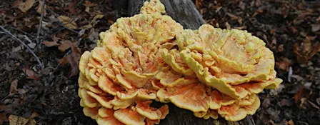 Jr. Naturalist: Fall Fungi