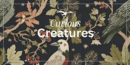 Curious Creatures