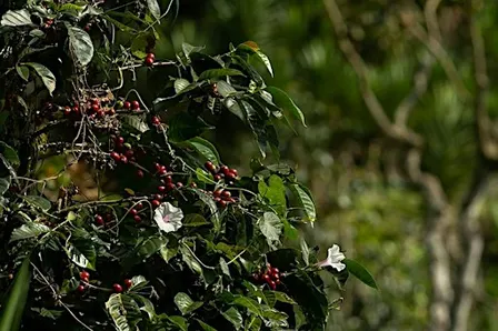 Coffee Ecology with Janna