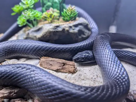 Responsible Pet Ownership: Reptiles