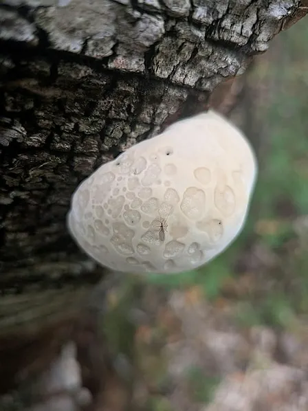 Learn About Nature at Dewberry Trail!