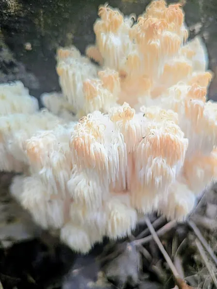 Learn Mushrooming in WCP Trails