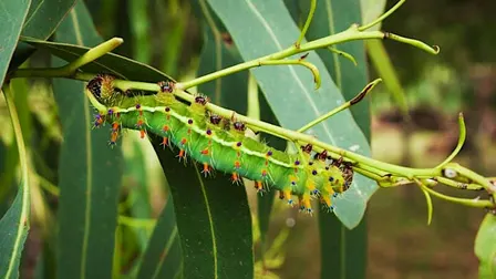 Caterpillar Critters - Lane Cove Bush Kids