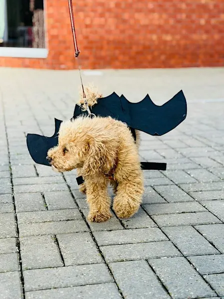Halloween Bat Wing Dog Parade