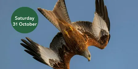 Winter Bird Walk: Thornley Woods