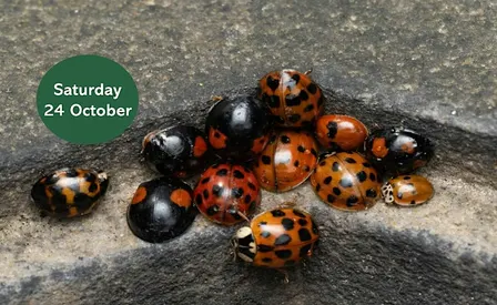 Cemetery Ladybirds: Jesmond Old Cemetery
