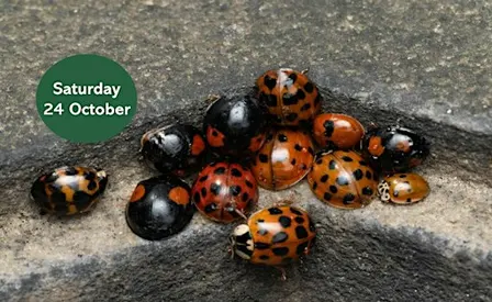 Cemetery Ladybirds: Jesmond Old Cemetery