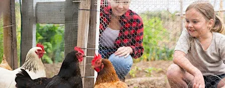 Backyard Chickens Workshop