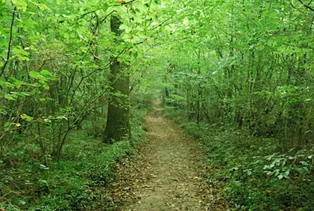 Guided Walk around Larkey Valley Wood, Chartham