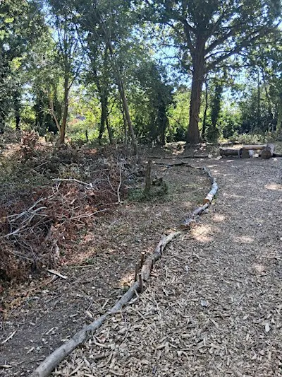 Exploring woodland management at Sturry Pit