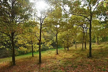 Guided Tree Walk around Gorrell Valley Nature Reserve
