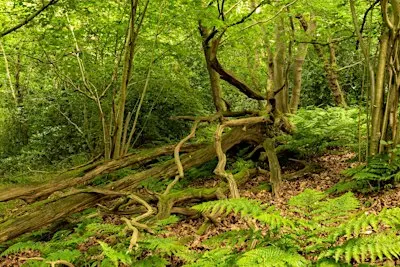Guided Tree Walk on Canterbury's Old Park