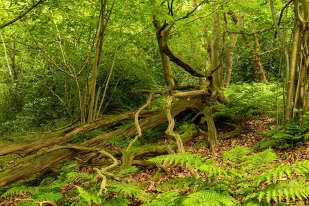 Guided Tree Walk on Canterbury's Old Park
