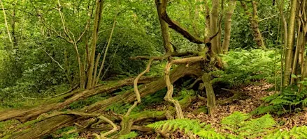 Guided Tree Walk on Canterbury's Old Park