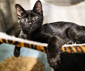 Meet and Greet Adoption Event