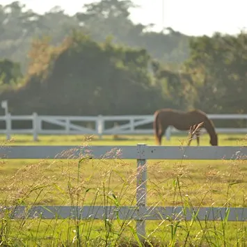 Ponies & Pilates